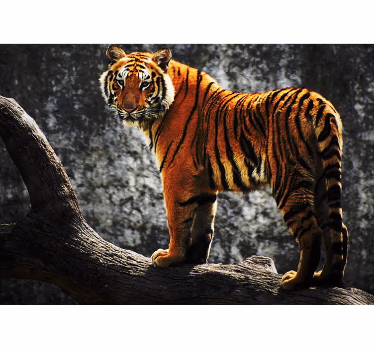 Fototapet animale poziția regală a tigrului - TenStickers