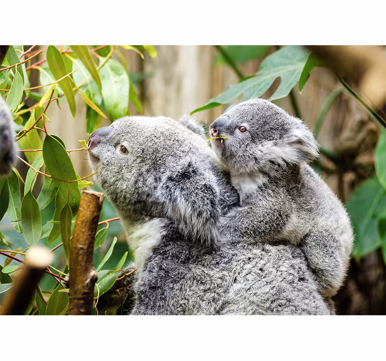 Fototapet animale koala pe copac - TenStickers