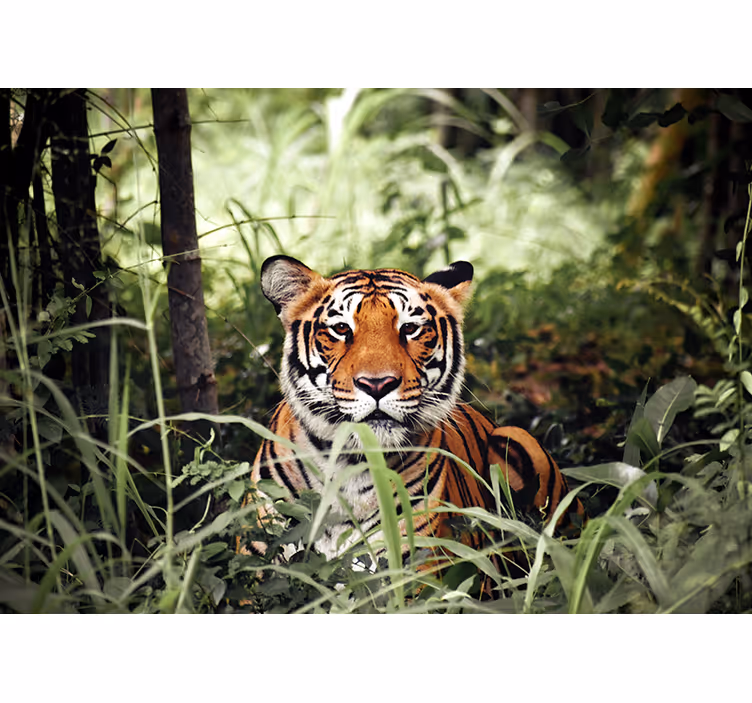 Fototapet animale experiența tigru regal - TenStickers