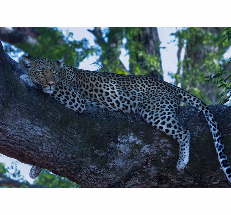 Fototapet animale leopard odihnindu-se confortabil - TenStickers