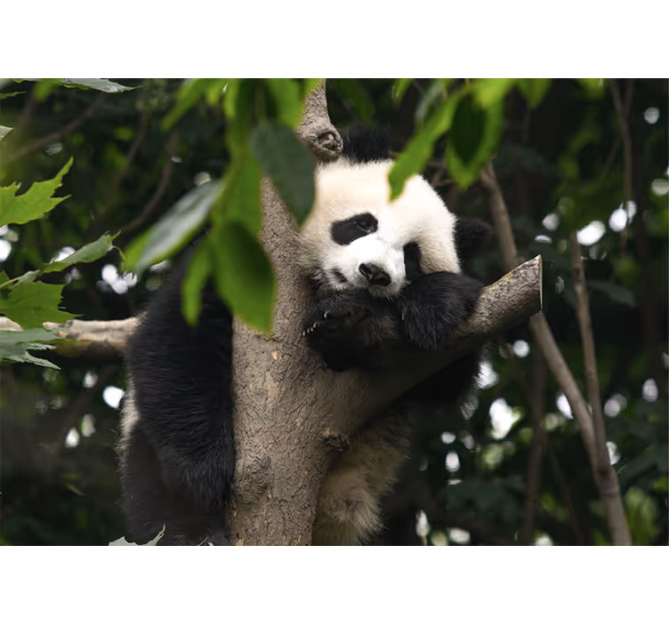 Fototapet animale panda odihnindu-se în copac - TenStickers