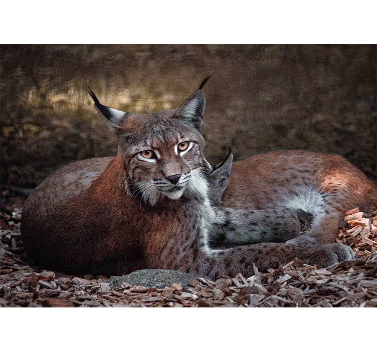 Fototapet animale pisici sălbatice dormind - TenStickers