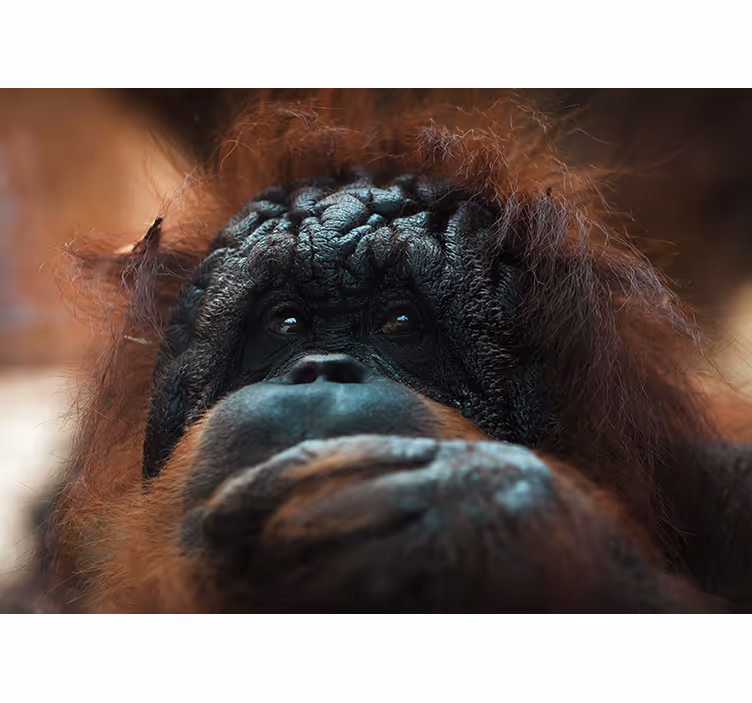Fototapet animale privirea gânditoare a urangutanului - TenStickers