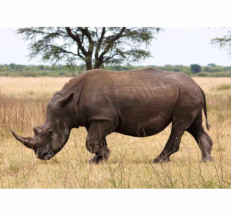 Fototapet animale rinocer în pășunile serengeti - TenStickers