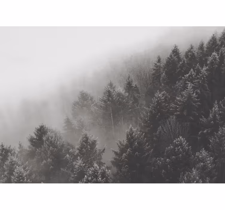 Fototapet 3D Pădure cu pini albi - TenStickers