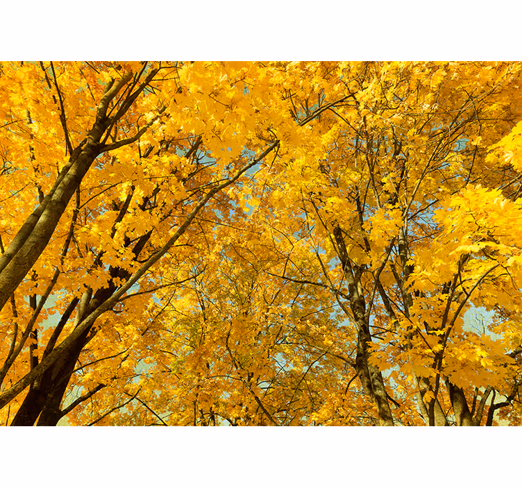 Arbori fototapet frunze galbene de toamnă - TenStickers