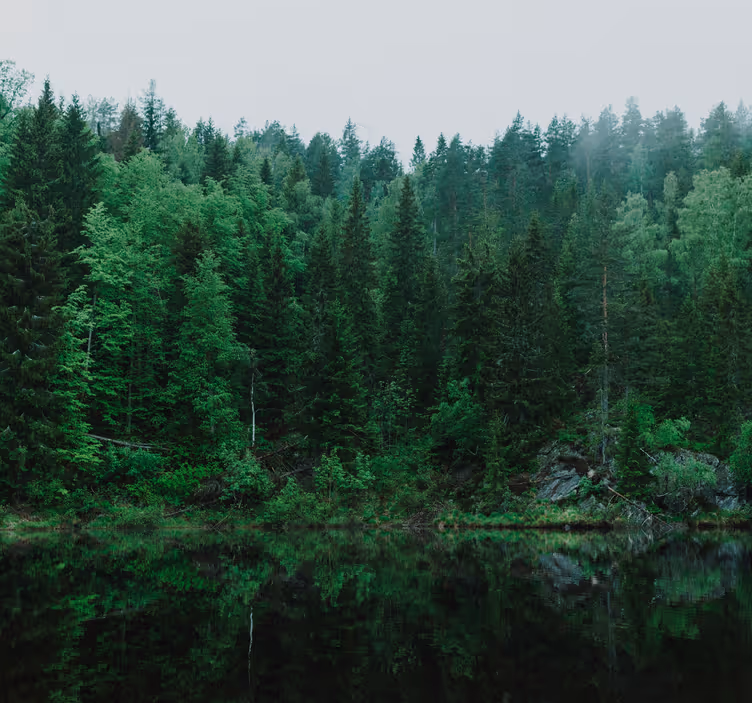 Arbori fototapet pădure adâncă - TenStickers