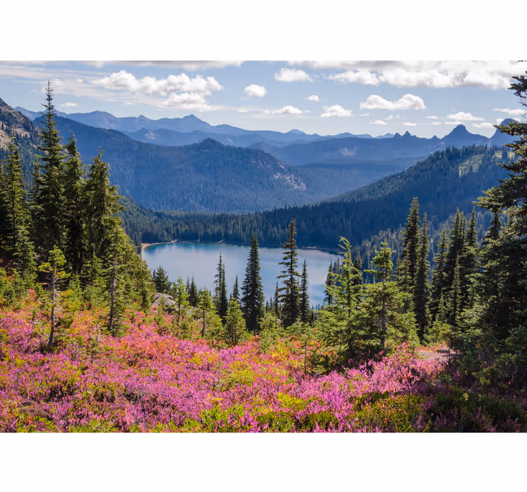 fototapetde pădure cu flori de floarea soarelui - TenStickers