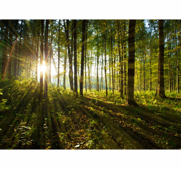 Soare prin copaci pădure fototapet - TenStickers