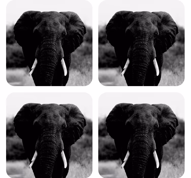 Suporturi pahare vintage portrete de elefanți monocrome - TenStickers