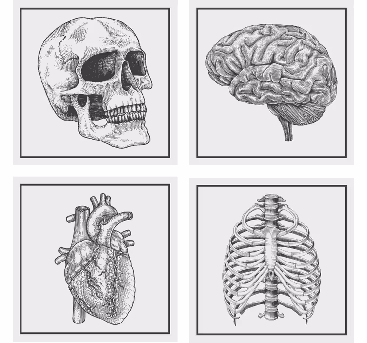 Suporturi pahare geeks craniu anatomie creier inimă - TenStickers