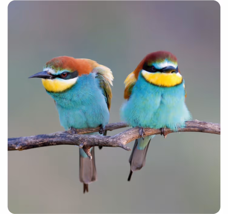 Suporturi pahare moderne păsări colorate așezate - TenStickers