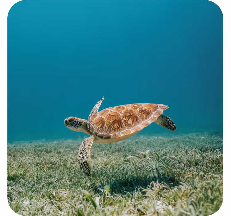 Suporturi pahare moderne țestoasă de mare înotătoare - TenStickers