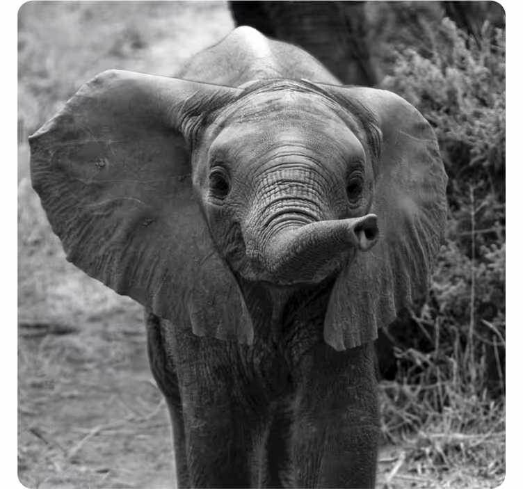 Suporturi pahare vintage elefant de bebe adorabil - TenStickers