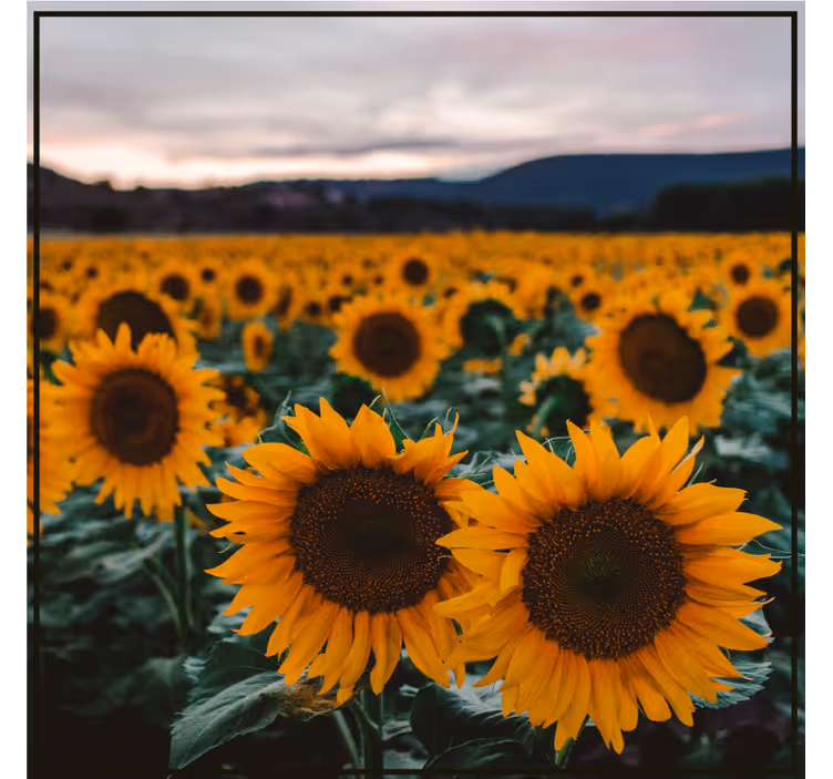 Suporturi pahare cu nume foto câmp cu floarea-soarelui - TenStickers