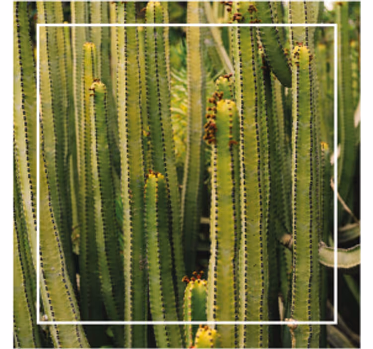 Plante deșert și textură cactus coaster - TenStickers