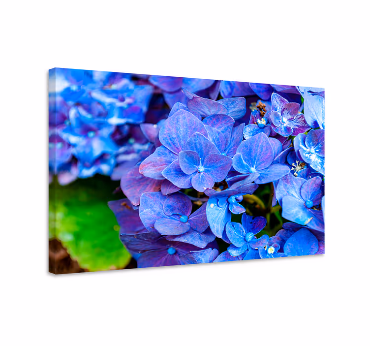 Tablou albastru flori de hortensie - TenStickers