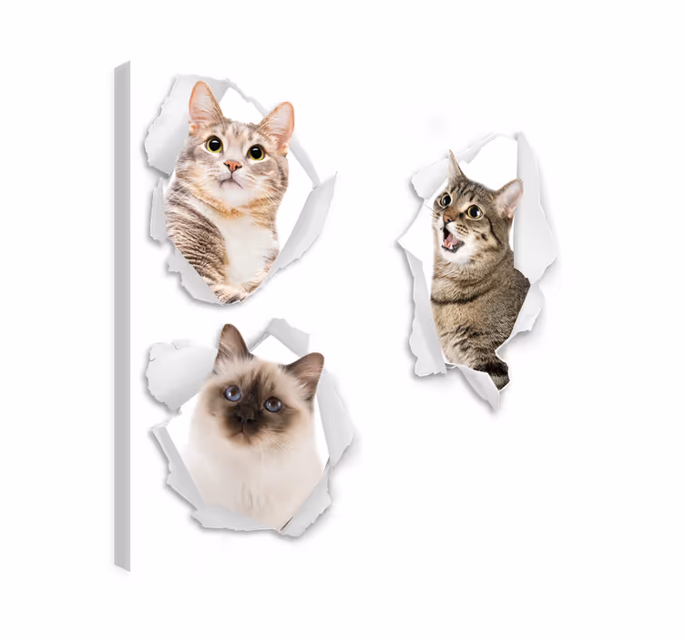 Tablou pisici kittens trampantojo - TenStickers