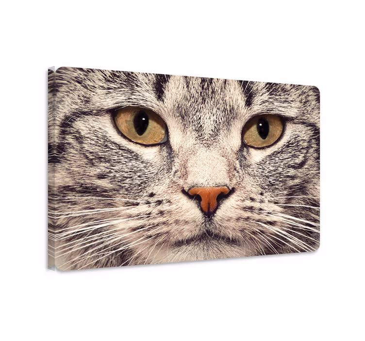 Tablou pisici autocolant pentru laptop - TenStickers