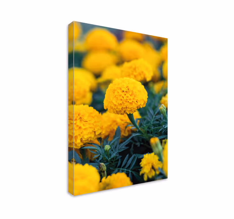 Tablou flori buchete de crăițe galbene - TenStickers