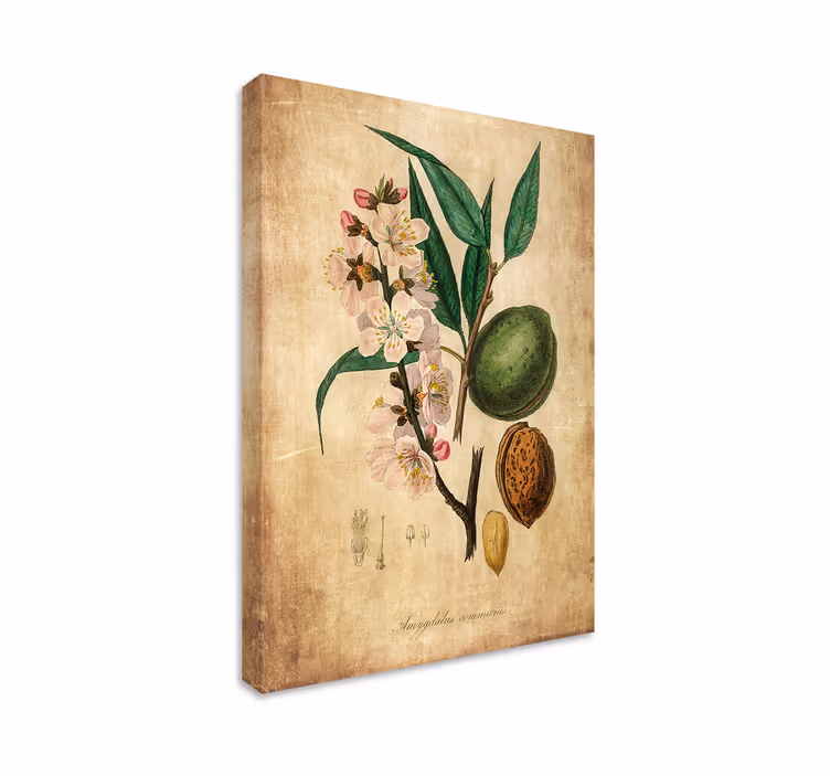 Tablou flori şi plante ilustrație botanică - TenStickers