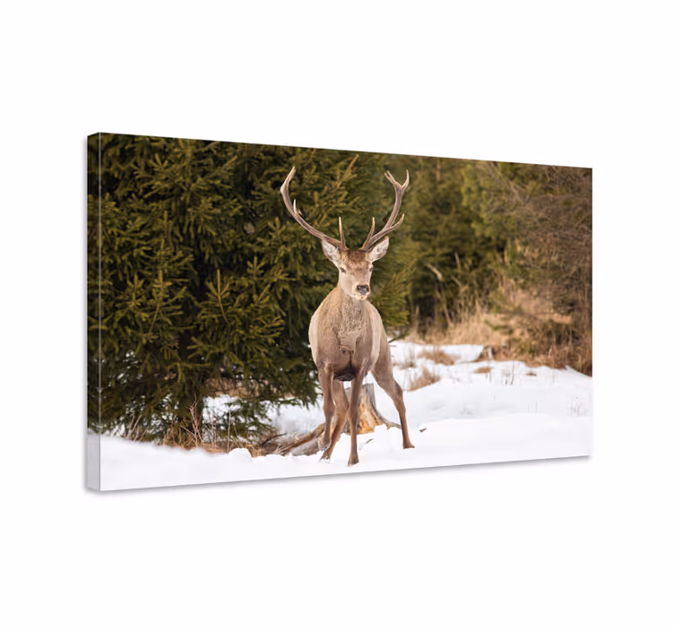 Tablou căprioare cerb majestuos în natură - TenStickers