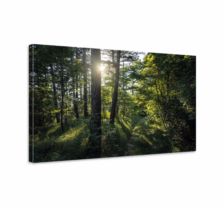 Tablou peisaje poteca iluminată din pădure - TenStickers