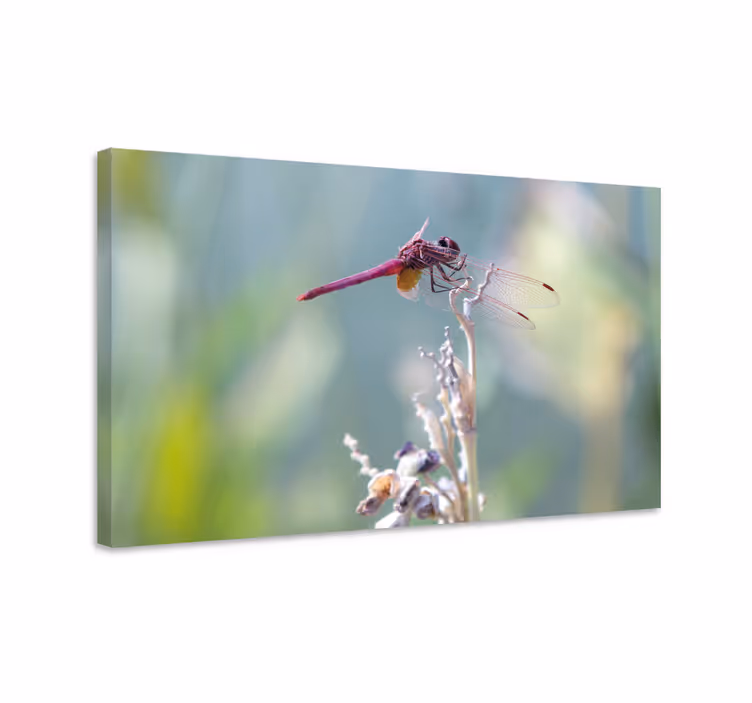 Tablou libelule elegant așezat - TenStickers