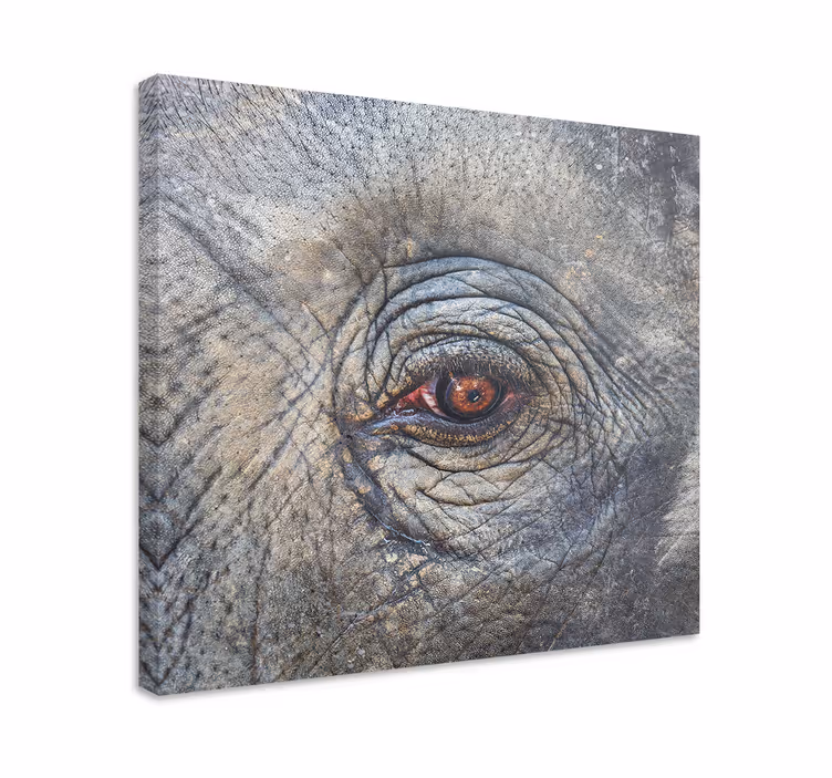 Tablou elefanți detaliu ochi de elefant - TenStickers