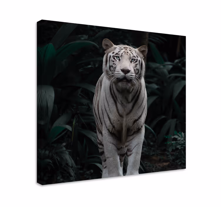 Tablou animale tigru alb majestuos - TenStickers