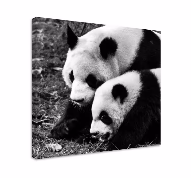 Tablou animale Îmbrățișarea perechii de panda - TenStickers