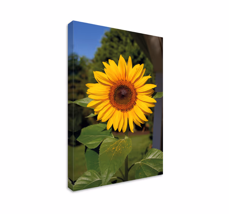 Tablou flori şi plante floare de soare însorită - TenStickers