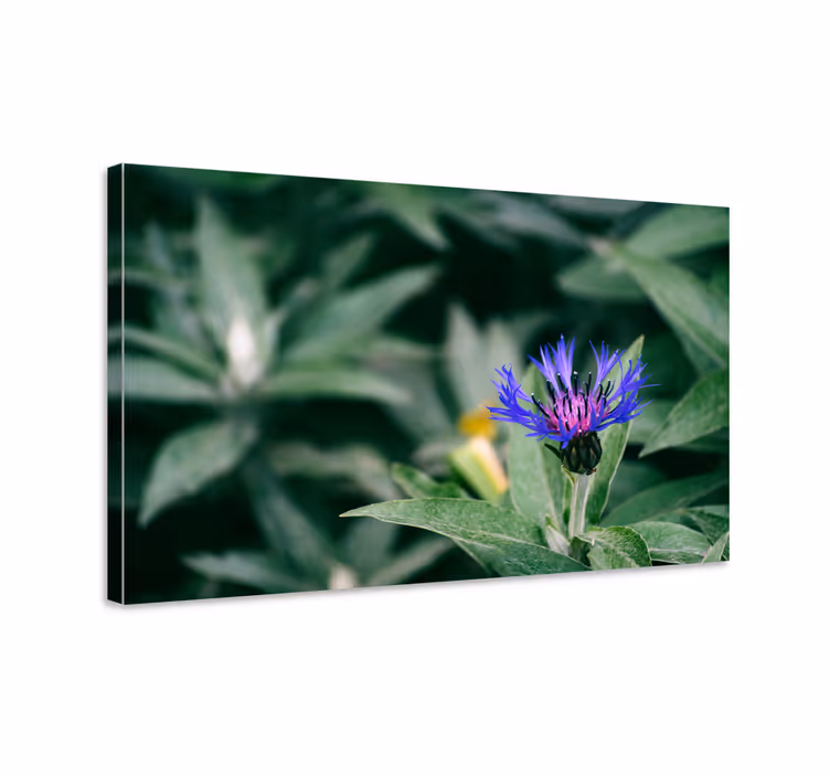 Tablou flori şi plante floare delicată mov - TenStickers