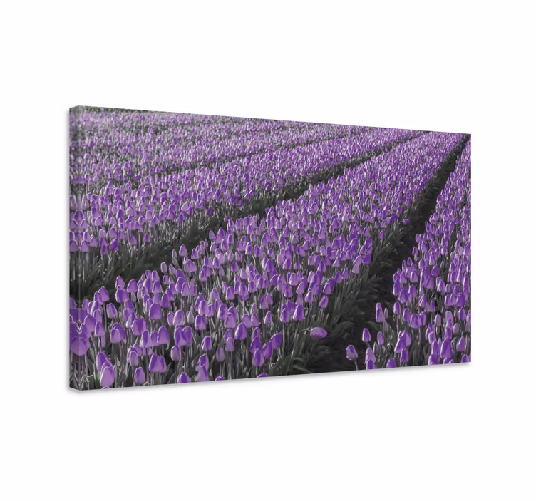 Tablou flori şi plante câmp de lalele purpurii - TenStickers