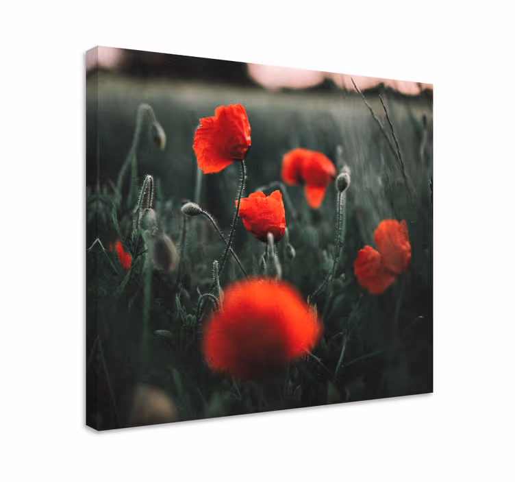 Tablou flori şi plante flori de mac vii - TenStickers