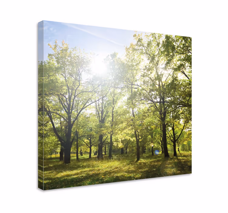 Tablou copaci canopy verde luminat de soare - TenStickers