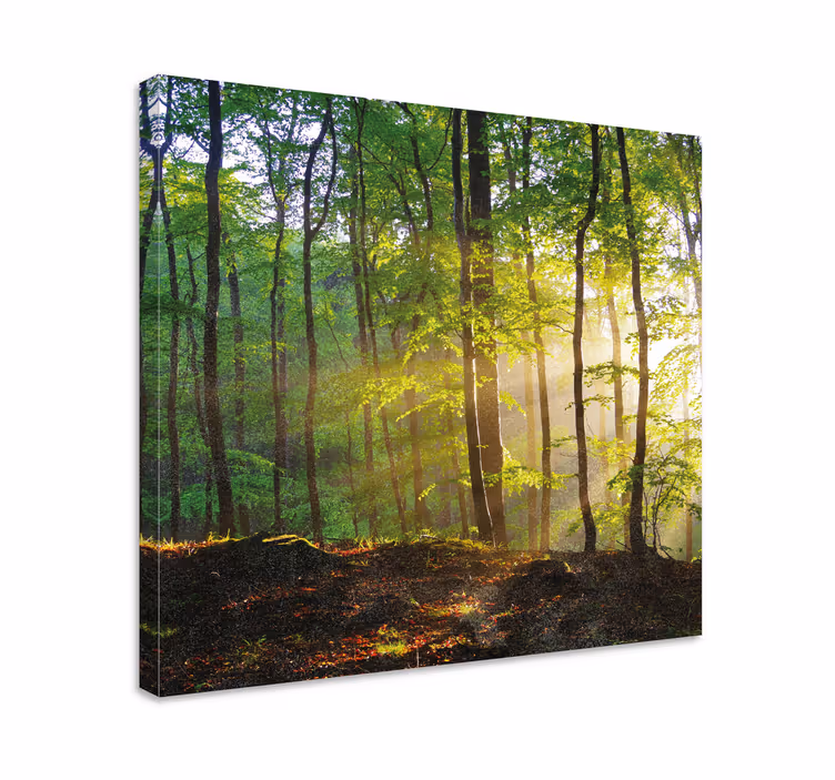 Plimbare în pădure în soare pânză peisaj - TenStickers