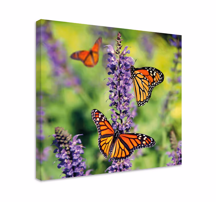 Tablou fluturi adunarea fluturilor monarh - TenStickers