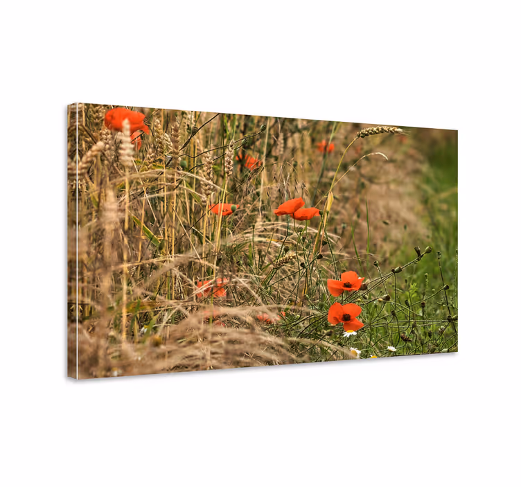 Tablou flori şi plante câmp vibrant de mac - TenStickers