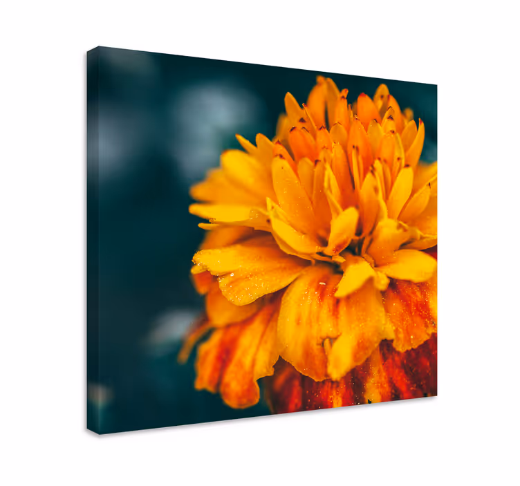 Tablou flori floare de portocal vibrantă - TenStickers