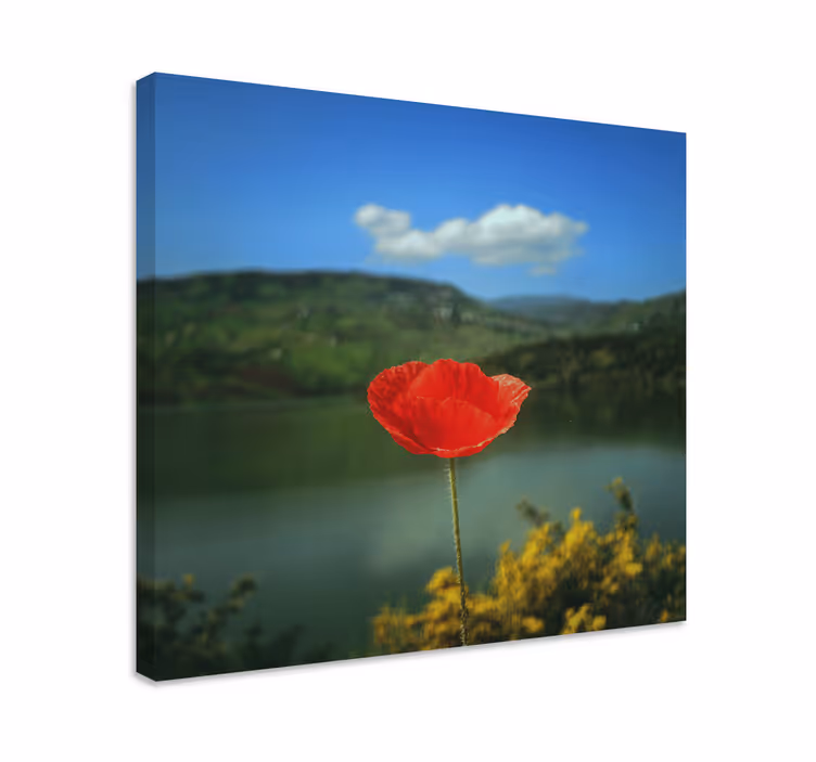 Maci roșii cu pânză de flori de cer - TenStickers