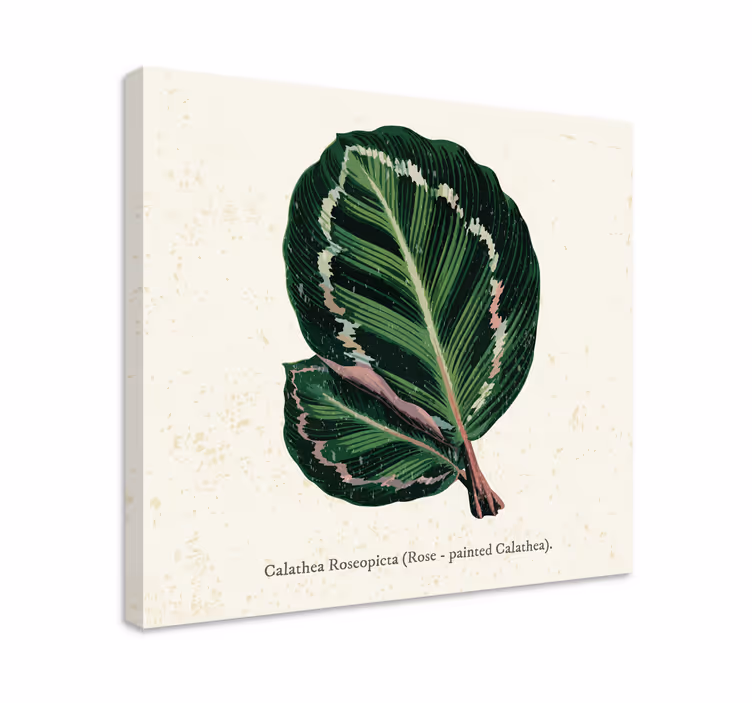 Tablou plante ilustrație de frunze de calathea - TenStickers