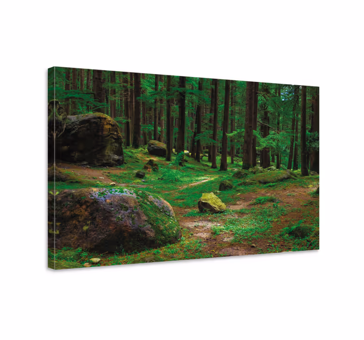 Tablou copaci potecă pădure luxuriantă - TenStickers