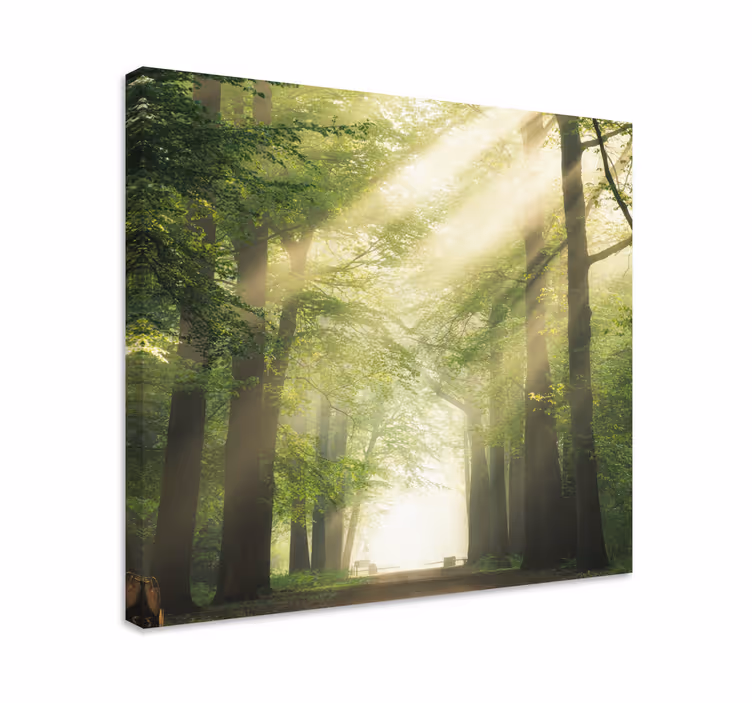 Tablou copaci potecă pădure ceață - TenStickers