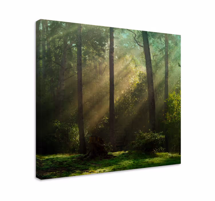 Tablou copaci peisaj pădure radiant - TenStickers