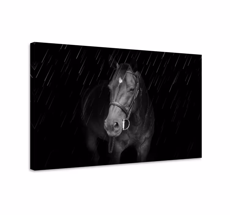 Tablou cai cal negru majestuos - TenStickers