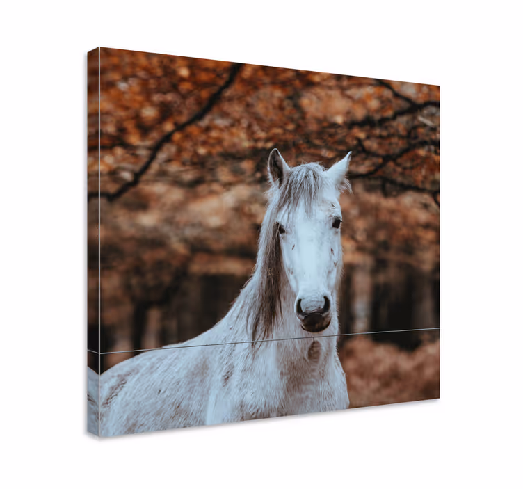 Tablou cai animal alb maiestuos - TenStickers