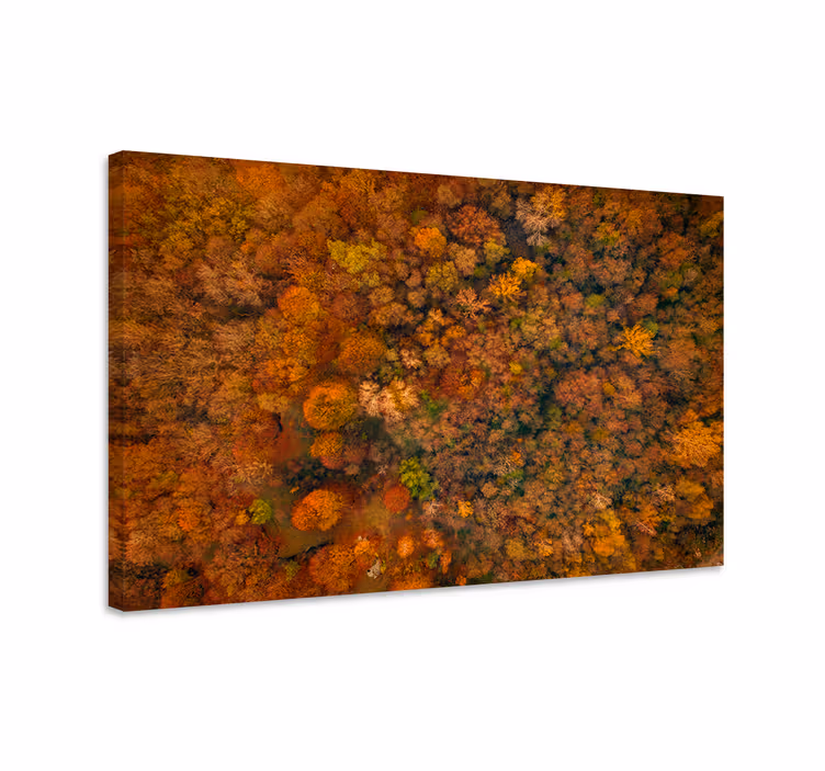 Tablou copaci canopy de pădure toamna - TenStickers