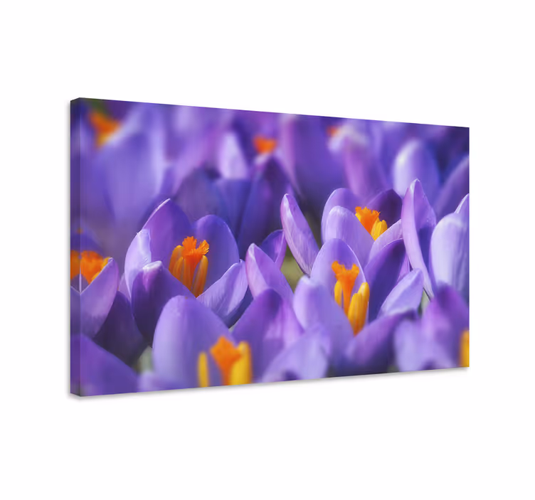 Pânză de flori de crocus mov și portocaliu - TenStickers