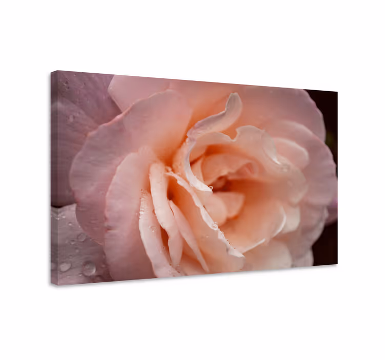 Tablou flori şi plante floare de trandafir delicată - TenStickers